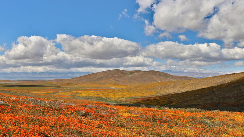 Superbloom at Antelope Valley, California Poppy Reserve, usa, landscape, hills, blossoms, spring, clouds, sky, HD wallpaper