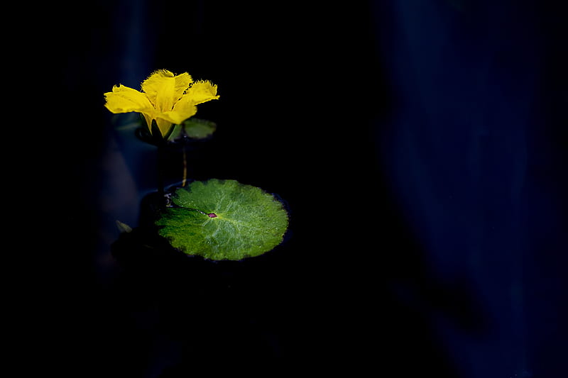 Flowers, Flower, Water Lily, Yellow Flower, HD wallpaper
