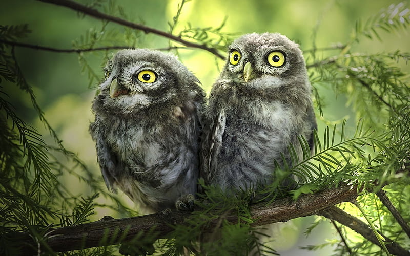forest, birds, nature, two owls, HD wallpaper