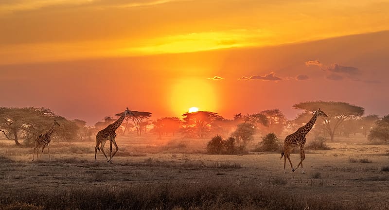 Sunrise, Animal, Giraffe, Africa, Savannah, HD wallpaper | Peakpx