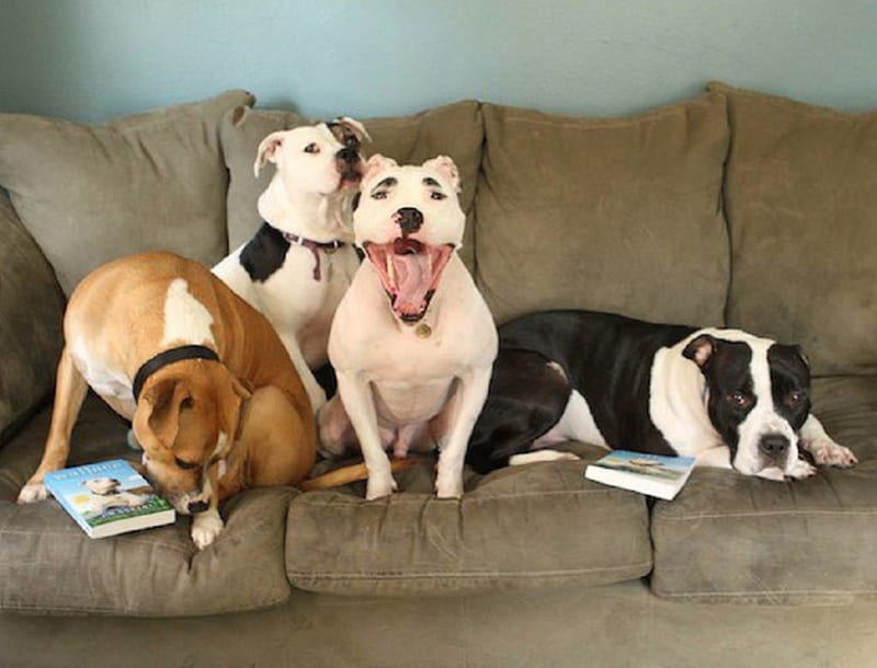 DOGS ON COUCH, FOUR, COUCH, BOOKS, DOGS, HD wallpaper