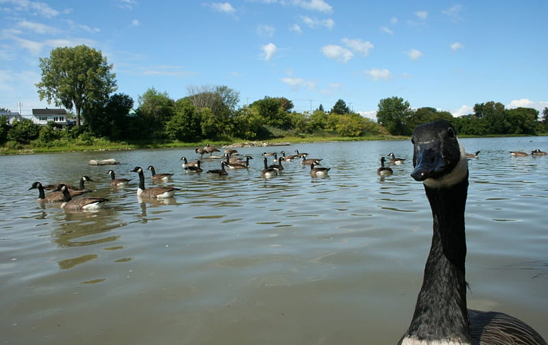 Canadian Geese, geese, water, canadian, animals, HD wallpaper