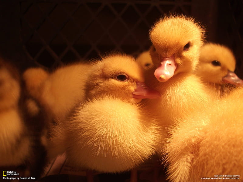 Cute Baby Ducks, cute, little, orange, ducks, baby, HD wallpaper