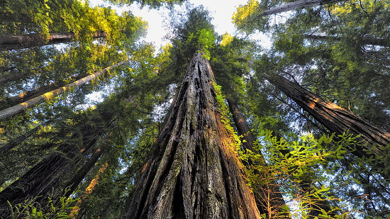 Worm's Eye View Of Canopy Redwood Under Blue Sky Nature, HD wallpaper