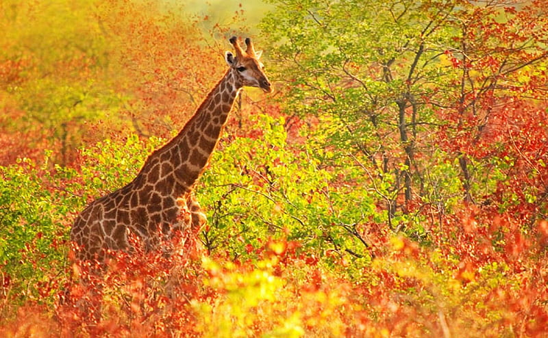 Checking out the Colors, wildlife, colors, nature, giraffe, animal, HD wallpaper