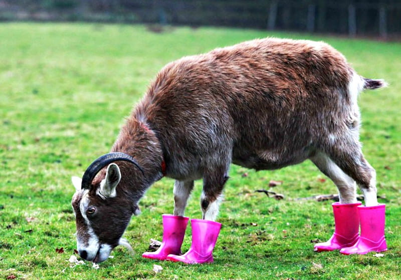 Goat fashion, grass, boots, year, animal, horns, green, goat, funny, pink, HD wallpaper
