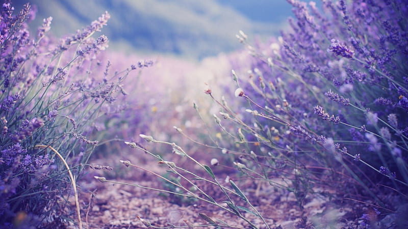Lavenders, lilac, flower, nature, lavender, HD wallpaper