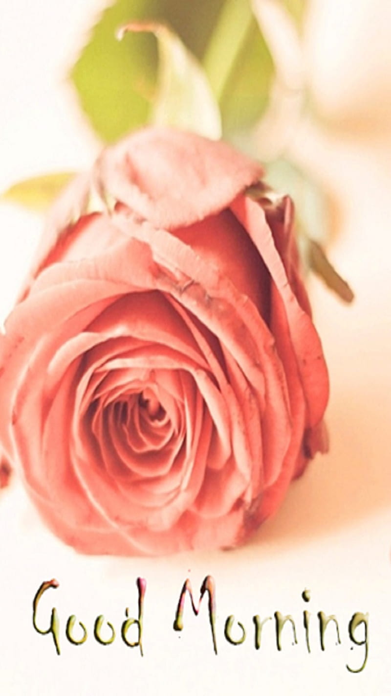 Good Morning, flower, rose, HD phone wallpaper | Peakpx