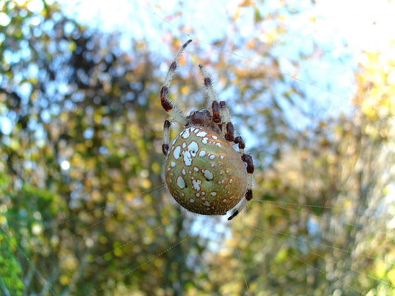 Spider, nature , trees, orb weaver, HD wallpaper
