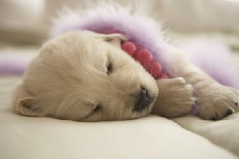 ~Puppy Angel~ , home, lavender, sleeping, baby, sweet, pet, cookie, girl, love, siempre, lady, white, pink, animals, dogs, puppy, HD wallpaper