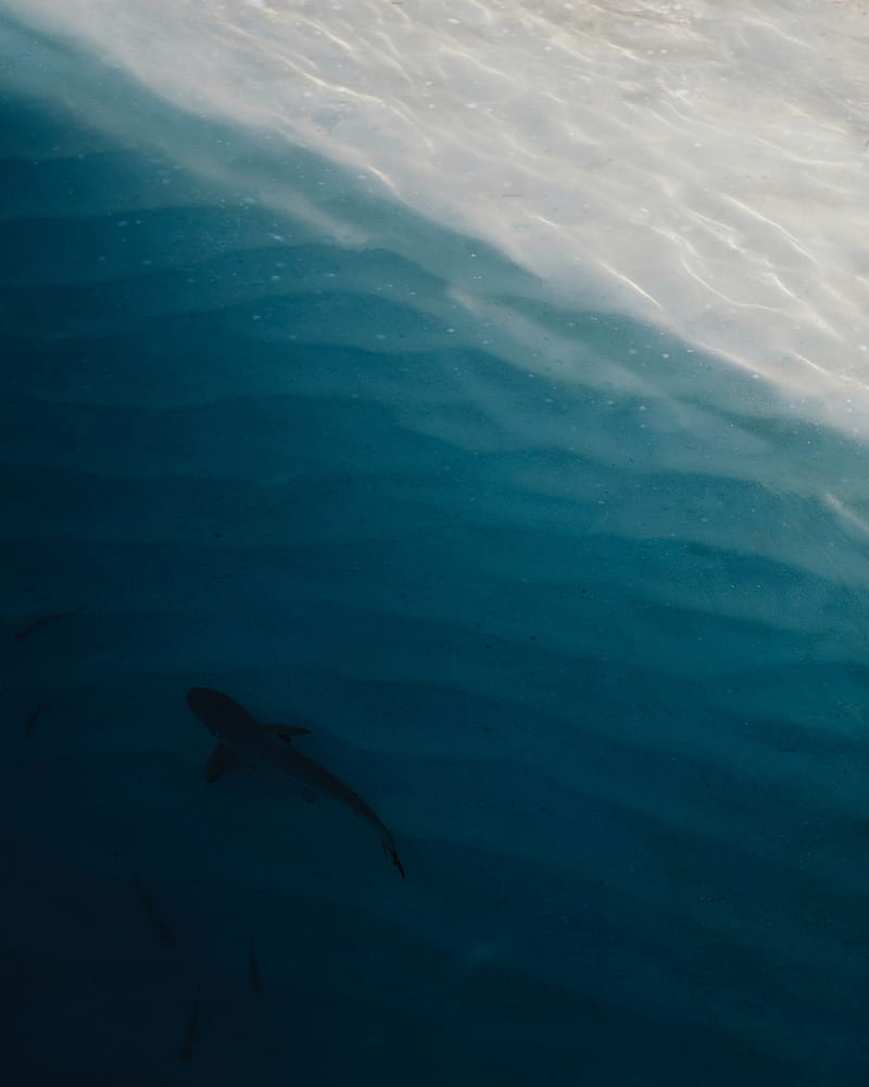 shark, water, coast, HD phone wallpaper