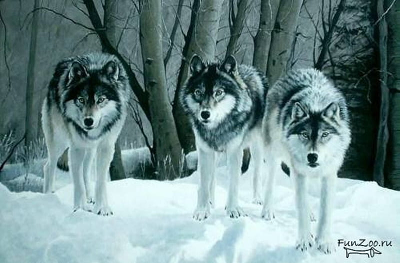 For my angel Friend Glyn ( universelover ), friend, snow, nature, wolf, gift, wolves, animals, winter, HD wallpaper