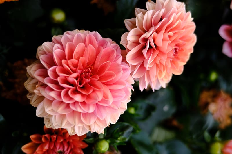 dahlia, flowers, petals, pink, macro, blur, HD wallpaper