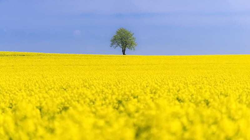 Yellow Rapeseed Field in Summer, Trees, Summer, Yellow Flowers, Fields, Nature, HD wallpaper