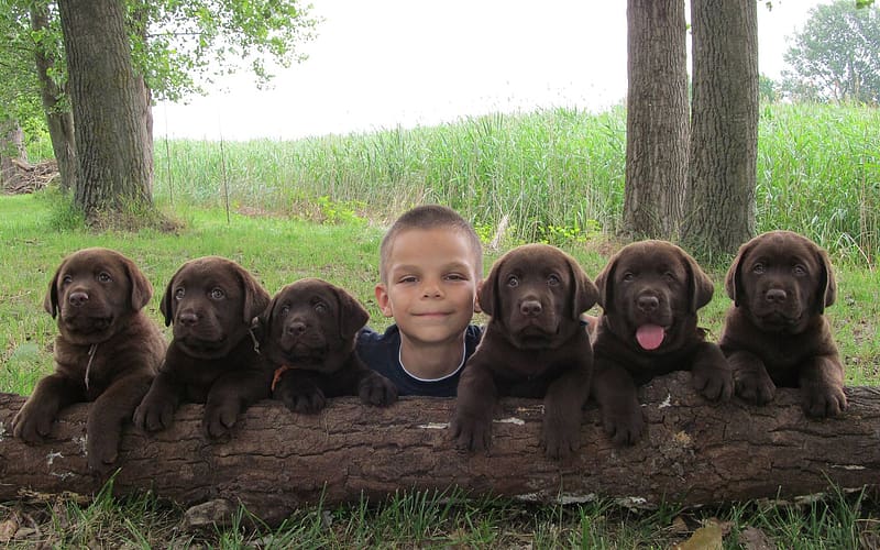 ❣ Puppy Love...❣, Trees, Posing, Wooden log, Boy, Brown Labradors, Smiles, HD wallpaper