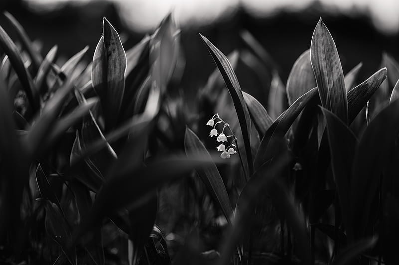lily of the valley, flowers, bw, plant, bloom, HD wallpaper