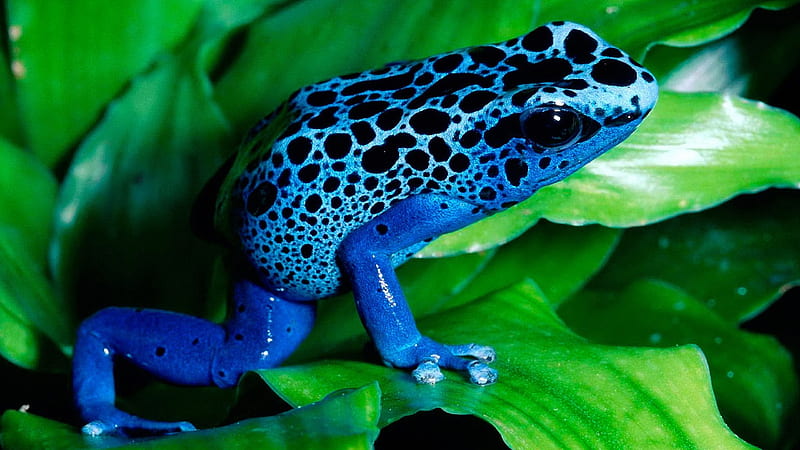 Black Blue Frog On Green Leaves Frog, HD wallpaper