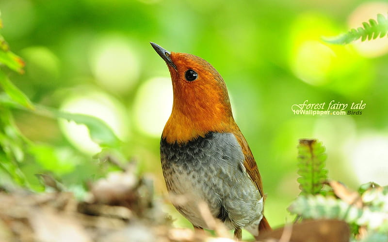 Japanese Robin Bird song-Aura charming bird, HD wallpaper