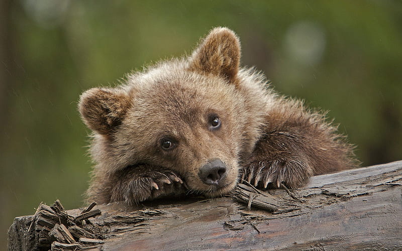 Bear cub, cute, urs, bear, cub, paw, face, baby, animal, HD wallpaper