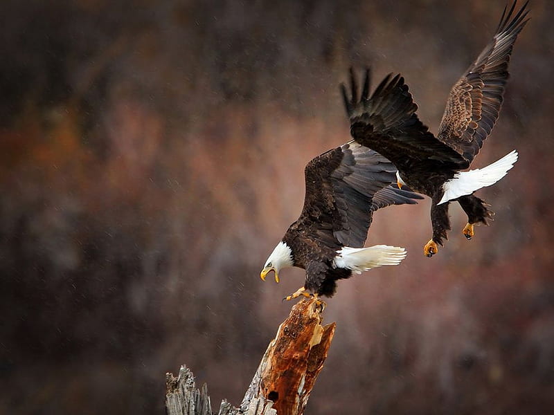 águilas en vuelo, águilas, vuelo, pájaros, naturaleza, animales, Fondo de  pantalla HD | Peakpx