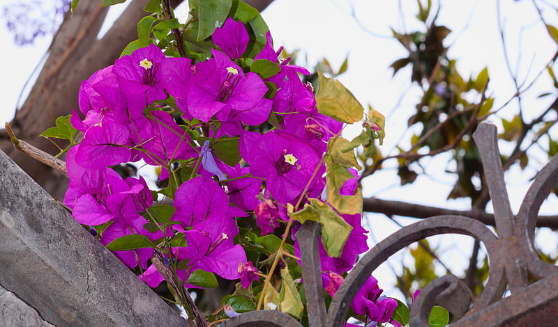 Flowers, Bougainvillea, Flower, Leaf, Purple Flower, HD wallpaper