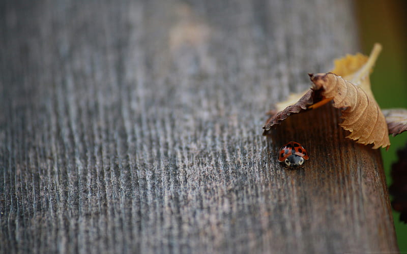 ladybug in hiding-Plant macro graphy, HD wallpaper