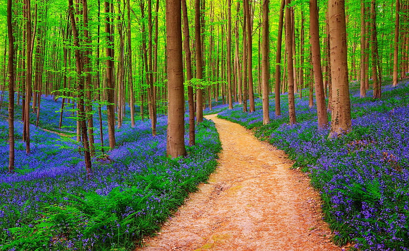 Forest path, pretty, forest, lovely, grass, bonito, trees, bluebells, wildflowers, summer, flowers, path, nature, walk, HD wallpaper