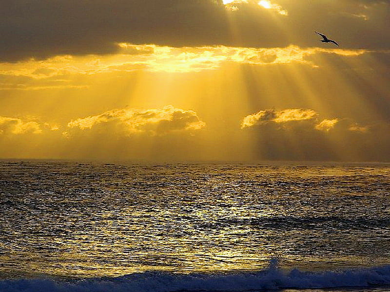 Spun gold, ripples, rays, flight, ocean, birds, sunset, clouds, HD wallpaper