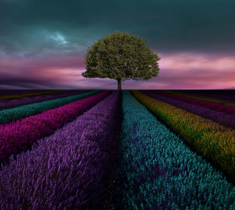 colorful field, lavender, lonely tree, HD wallpaper