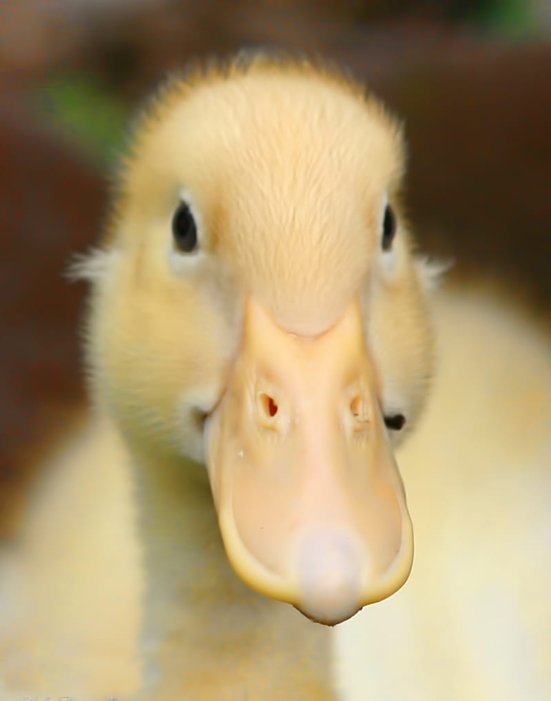 Baby Duck, baby, duck, furry, quack, yellow, HD phone wallpaper