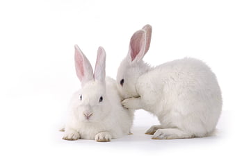 983 Rabbit Bride Images, Stock Photos & Vectors | Shutterstock