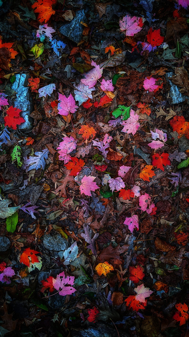 Fallen leaves, android, autumn, colorful, homescreen, ios, ipad, iphone, leaf, HD phone wallpaper