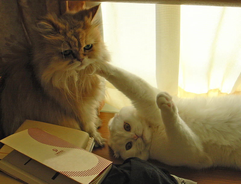 Play With Me Persian Fold Scottish Chinchilla Cats Hd Wallpaper Peakpx