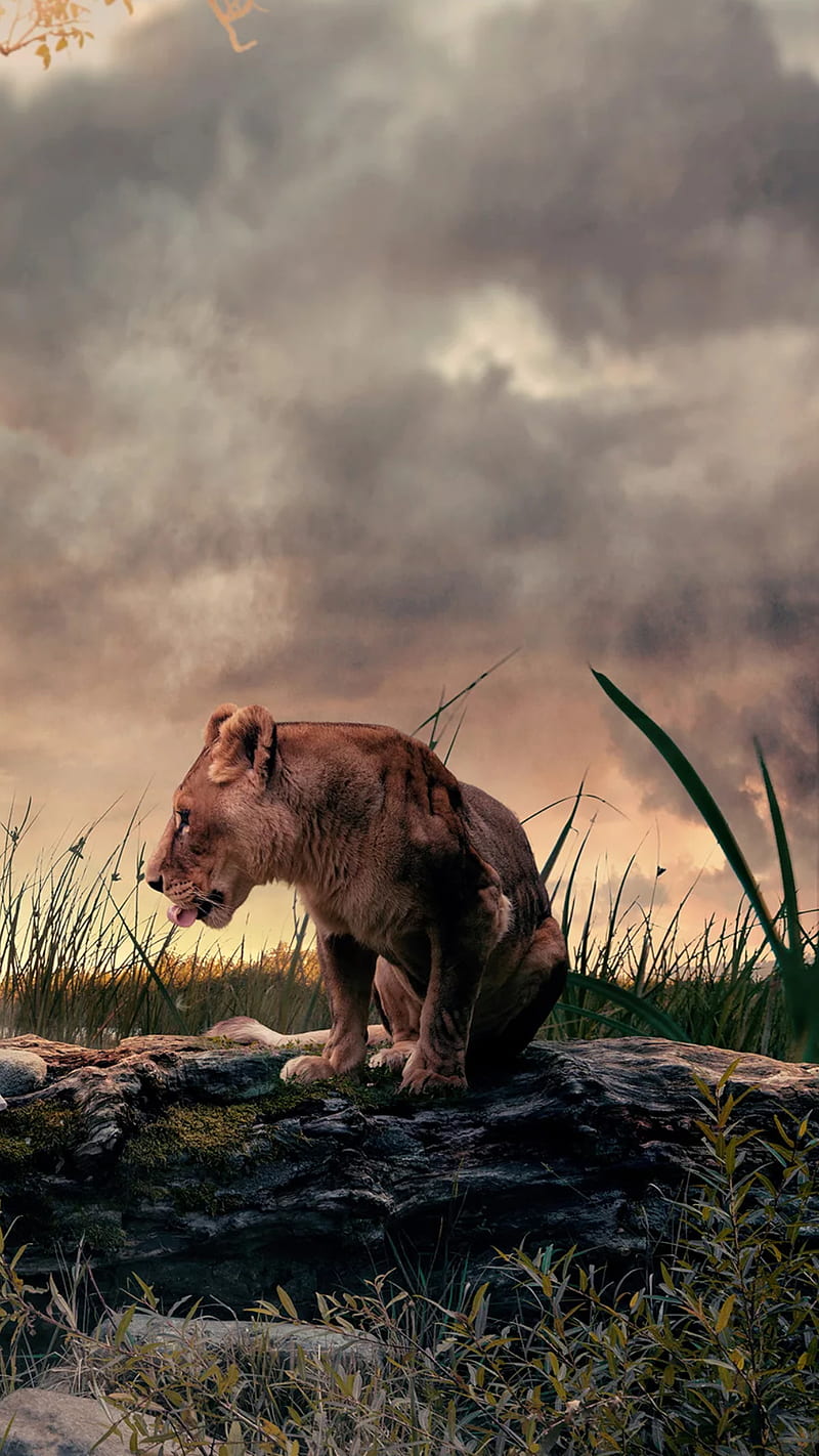 Lion, king, land, wild animal, cloudy, HD phone wallpaper