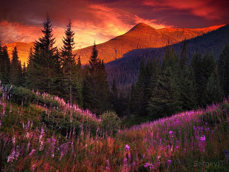 Mountain flowers in pine forest, red, slopes, fiery, sunset, clouds, floral, afternoon, sundown, pine, peaks, flowers, sunrise, mouintain, forest, mountainscape, glowing, sky, trees, fire, nature, meadow, HD wallpaper