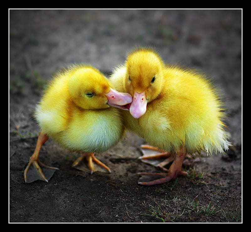 Baby Ducks, ducks, cute, baby, HD wallpaper
