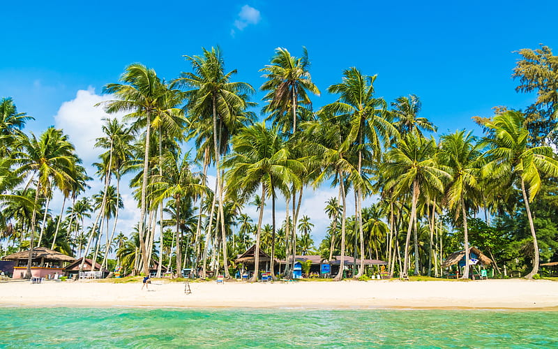 palms, tropical island, beach, sand, ocean, summer, hotel, chaise lounges, HD wallpaper