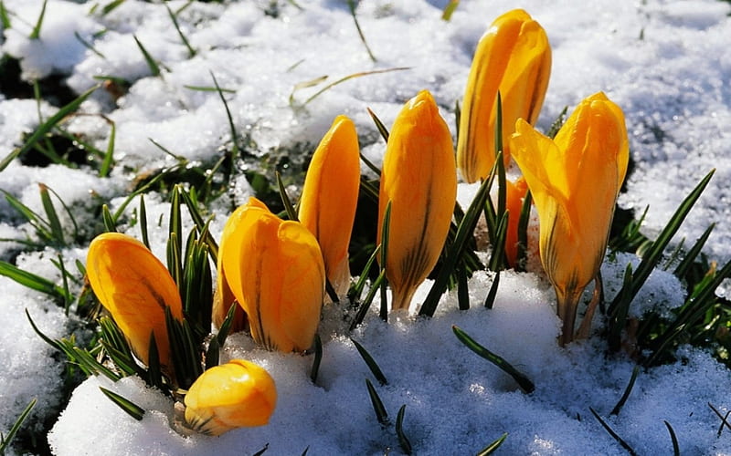 Yellow Flowers, crocus, snow, flowers, yellow, nature, winter, HD wallpaper