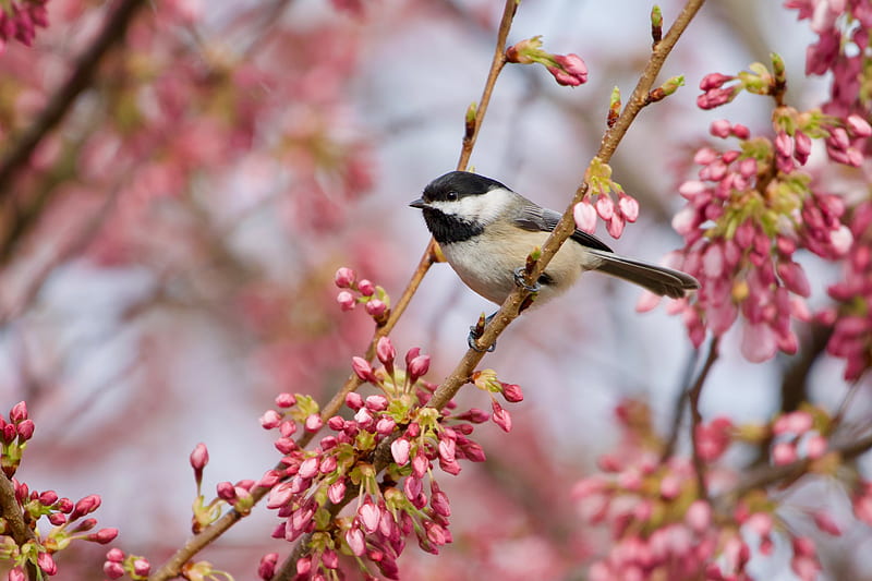 Birds, Titmouse, Bird, Blossom, Passerine, Spring, Wildlife, HD wallpaper