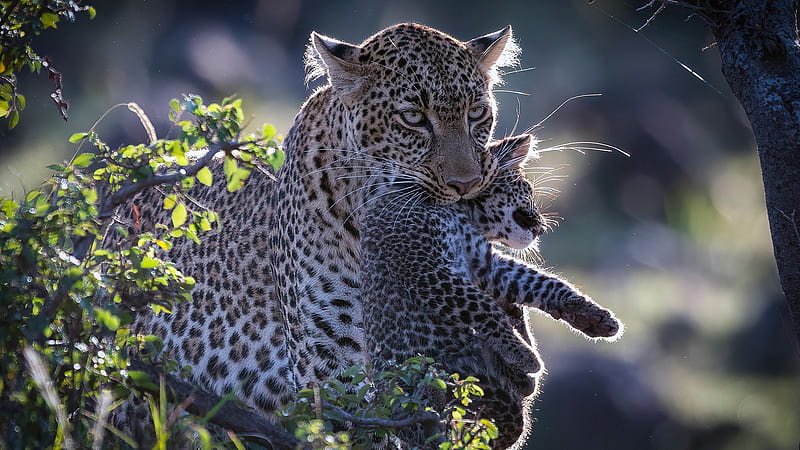 Leopard Took Baby Leopard By Mouth Animals, HD wallpaper