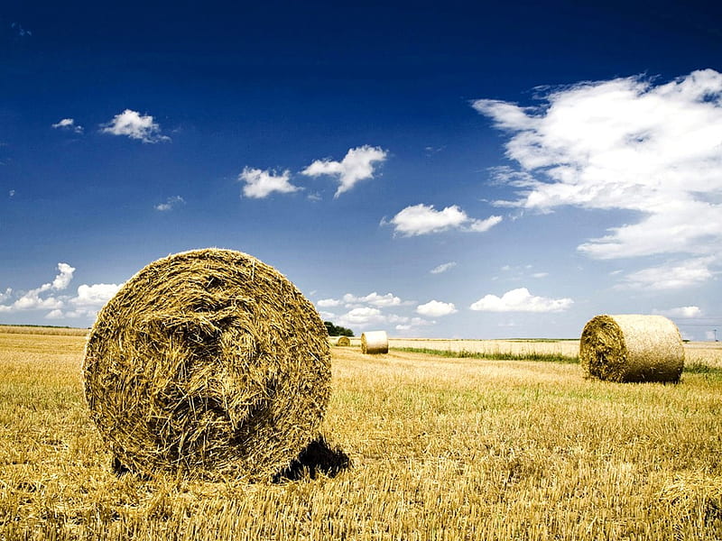 Haystacks In Autumn Field, Blue Sky, autumn, nature, fields, haystacks, sky, blue, HD wallpaper