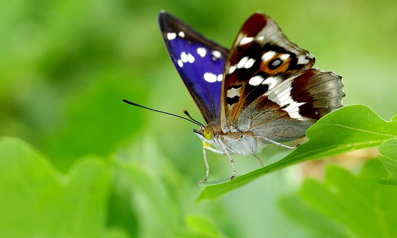 Purple Emperor Butterfly, Purple, Wings, Emperor, Butterfly, HD wallpaper