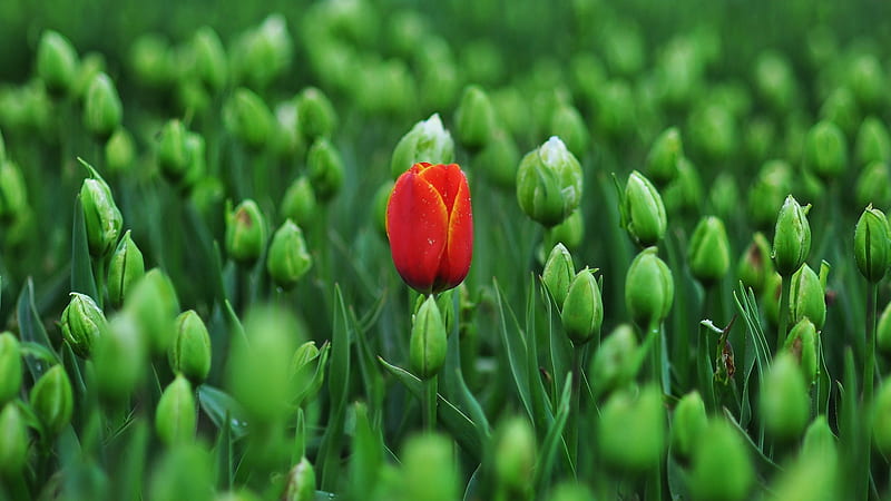 First Spring Bloom, green, fresh, flowers, spring, tulips, Firefox Persona theme, HD wallpaper