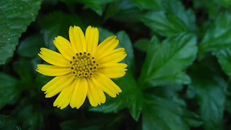 Flores amarillas, verdes, negras, Fondo de pantalla HD | Peakpx