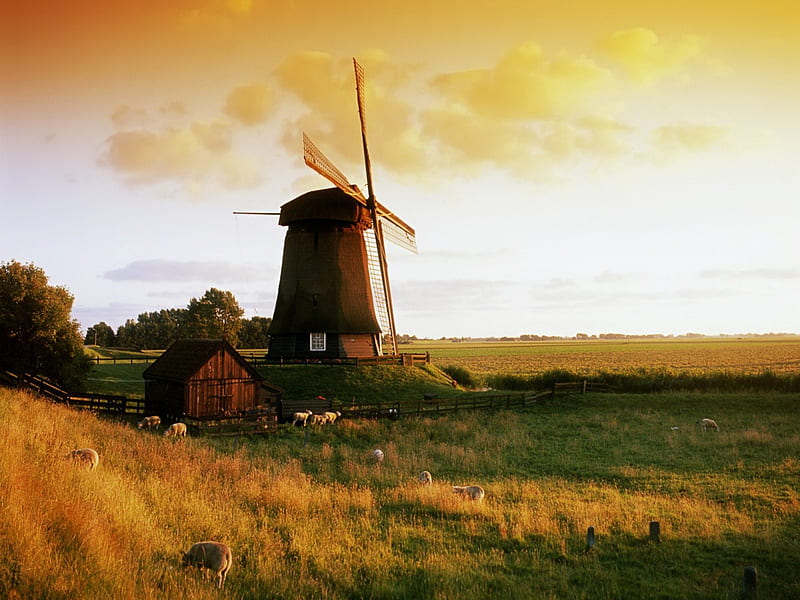 Windmill In The Netherlands, Fall, fence, windmill, house, grass, clouds, holland, barn, farm, netherlands, fences, fields, sky, trees, sheep, rays, Autumn, field, HD wallpaper