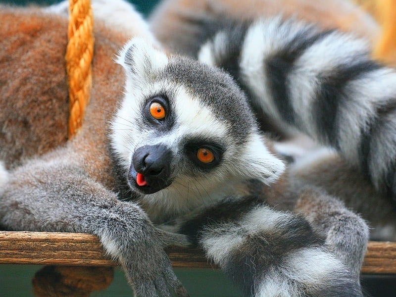 Ring Tailed Lemurs, lemurs, lemur, ring tailed, wild life, mammals, animals, HD wallpaper