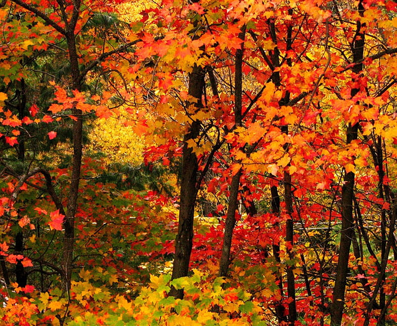 Bright & Beautiful, red, fall, autumn, green, yellow, colors, season ...