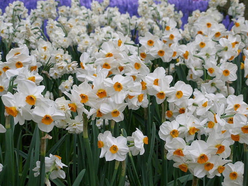 Daffodils., flower, narcissus, daffodil, petal, HD wallpaper