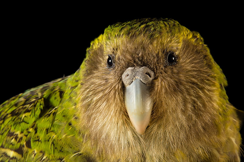 Kakapo or night parrot or owl parrot, Night parrot, Kakapo, Strigopoidea, Owl parrot, Ground dwelling, Critically endangered, HD wallpaper
