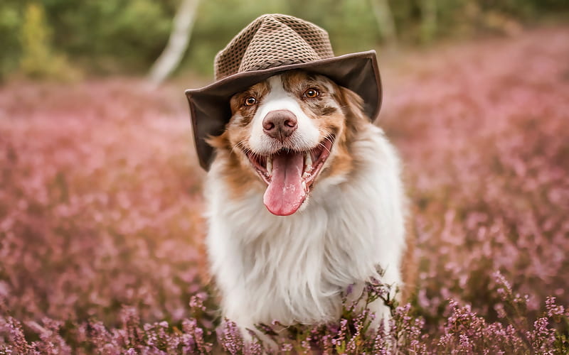 Dog in hat, Australian Shepherd, Aussie, lavender, bokeh, pets, dogs, cute animals, Australian Shepherd Dog, Aussie Dogs, HD wallpaper
